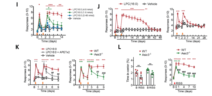 注射LPC(16：0)和敲除ASIC3基因后小鼠痛觉变化