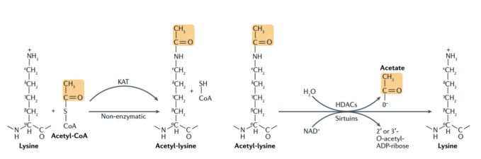赖氨酸乙酰化的可逆调节