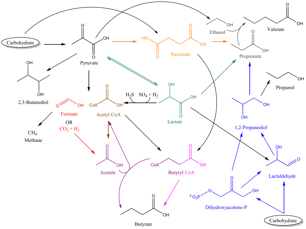 人类肠道微生物组丙酮酸分解代谢的策略-阿趣生物官网